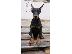 PoulaTo: Doberman